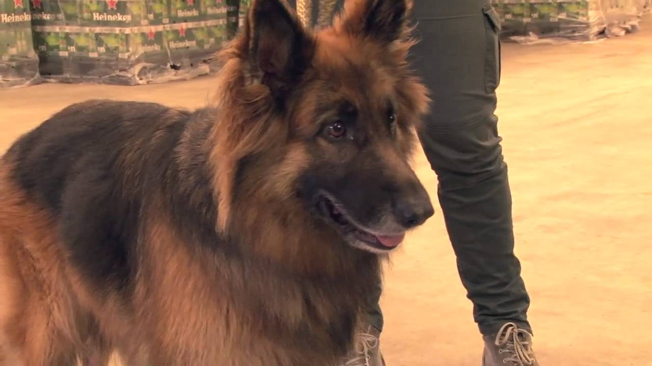 Hoe huisdieren vliegen