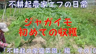 ジャガイモ。初めての収穫　不耕起農家エフの日常「不耕起の家庭菜園」編　その10