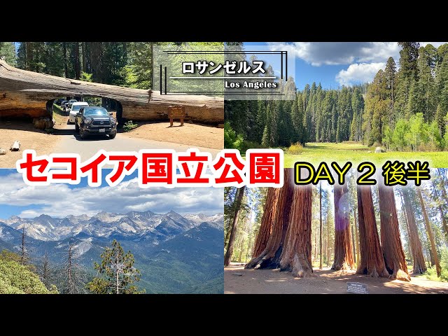 セコイア国立公園（2日目後半）。倒木のトンネル、絶景トレイル、神秘