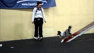 Agility treenit 28.12.2012: Puomi_Mila