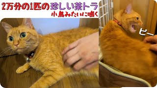 【珍しい猫】茶トラのメス猫は小鳥みたいにピーと鳴く（保護猫カフェ森のねこ舎）淡路　The rare red tabby cat female crows like a little bird