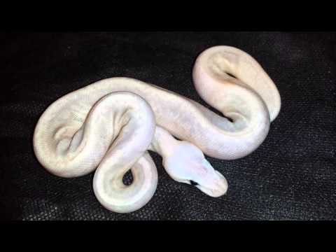5 gene ball python- sterling kingpin