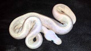 5 gene ball python- sterling kingpin