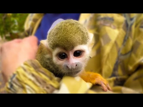 видео: Спасенный обезьянка Эльфик переезжает в НОВЫЙ ДОМ!