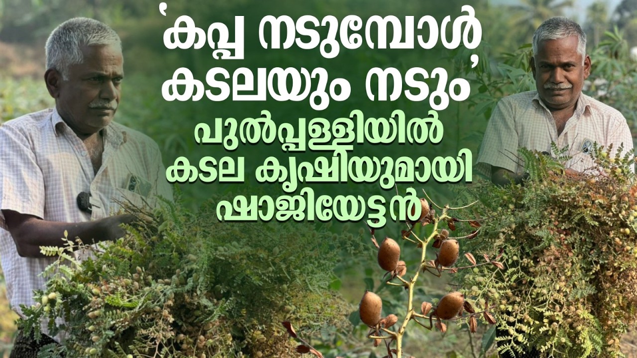 “കപ്പ  നടുമ്പോൾ കടലയും നടും” പുൽപ്പള്ളിയിൽ കടല കൃഷിയുമായി ഷാജിയേട്ടൻ
