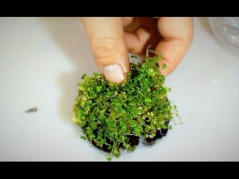 可愛い葉 水草 ヒドロコティレ ミニ をそれぞれの水槽で育ててみる 水草水槽 Youtube