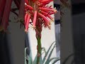 【サボテンの花】#ガーデニング #花 #広島 #flowers #庭 #花のある暮らし#サボテン  #japan