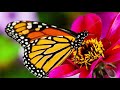 Relaxing Music, Meditation, Healing, Sleep Music, Calm Music, Zen, Sleep, Spa, Relax, Study, ☯3634