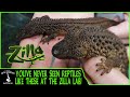 YOU'VE NEVER SEEN REPTILES LIKE THESE AT THE ZILLA LAB!