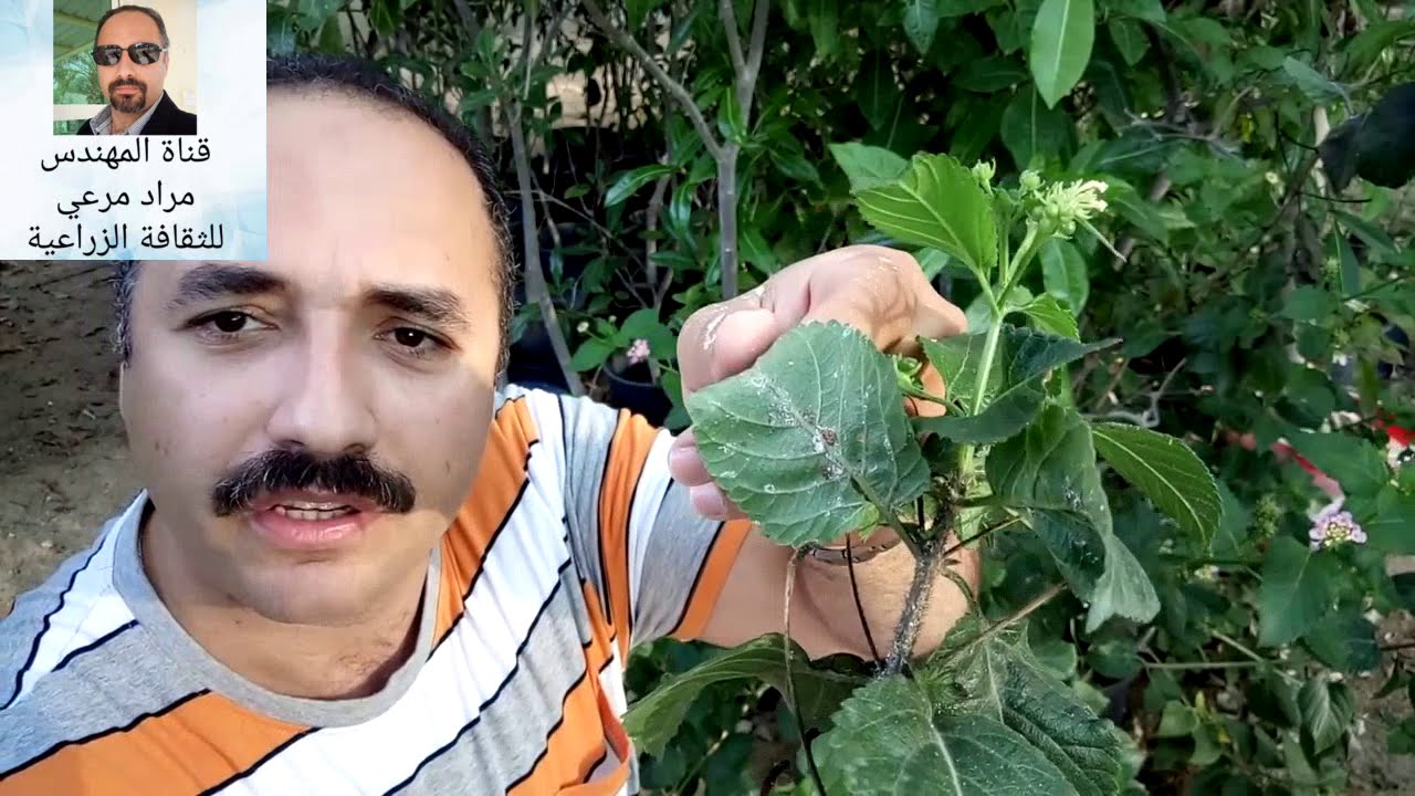 لانتانا كمارا او ام كلثوم نبات مزهر جميل طرق تكاثر ورعاية  Lantana camara حلقة 106