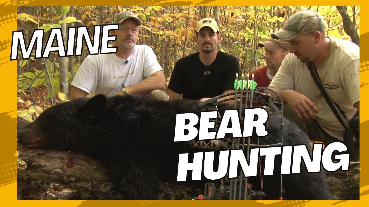 Bear Hunting in Maine - Hound hunts for black bear {From the archives ...