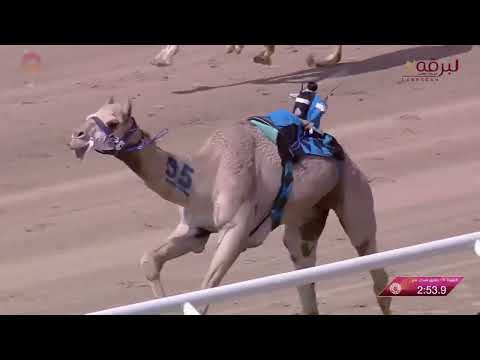 ش4 عناد ل جارالله صالح جارالله الصيعري مهرجان ولي عهد السعودية 30 8 2023م حقايق قعدان عام 3 02 51