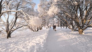 Cold Winter Day Walk in Helsinki, Finland (Kaskisaari to Huopalahti)