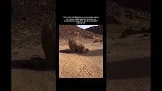 Hamd olsun Alemlerin Rabbine #alhamdulillah #subhanallah #phalastine #quran #nasheed #boykotisrail