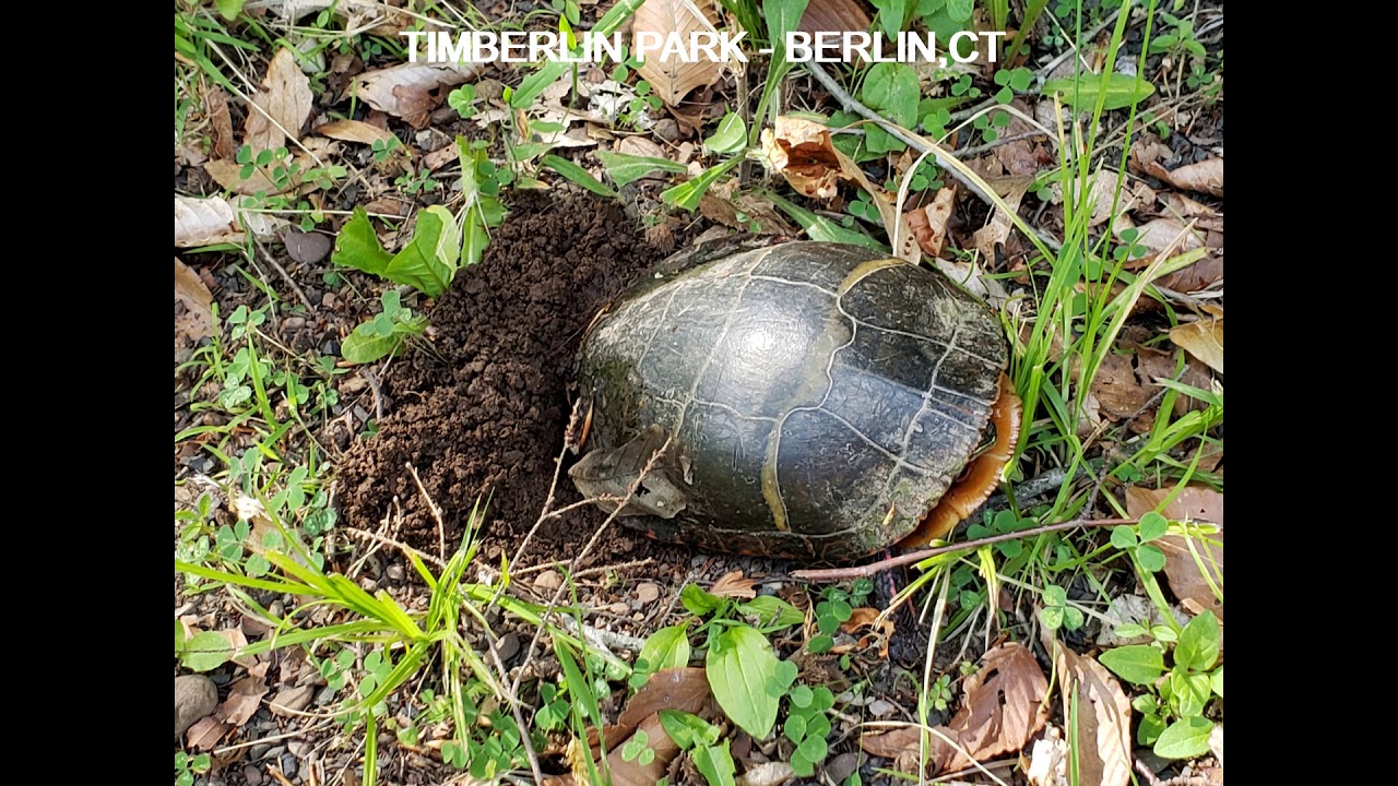 Berlin,Ct - Timberlin Park
