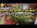 Growing Broccoli Sprouts - Do they need to be kept in the dark for the first 4 days?  An Experiment