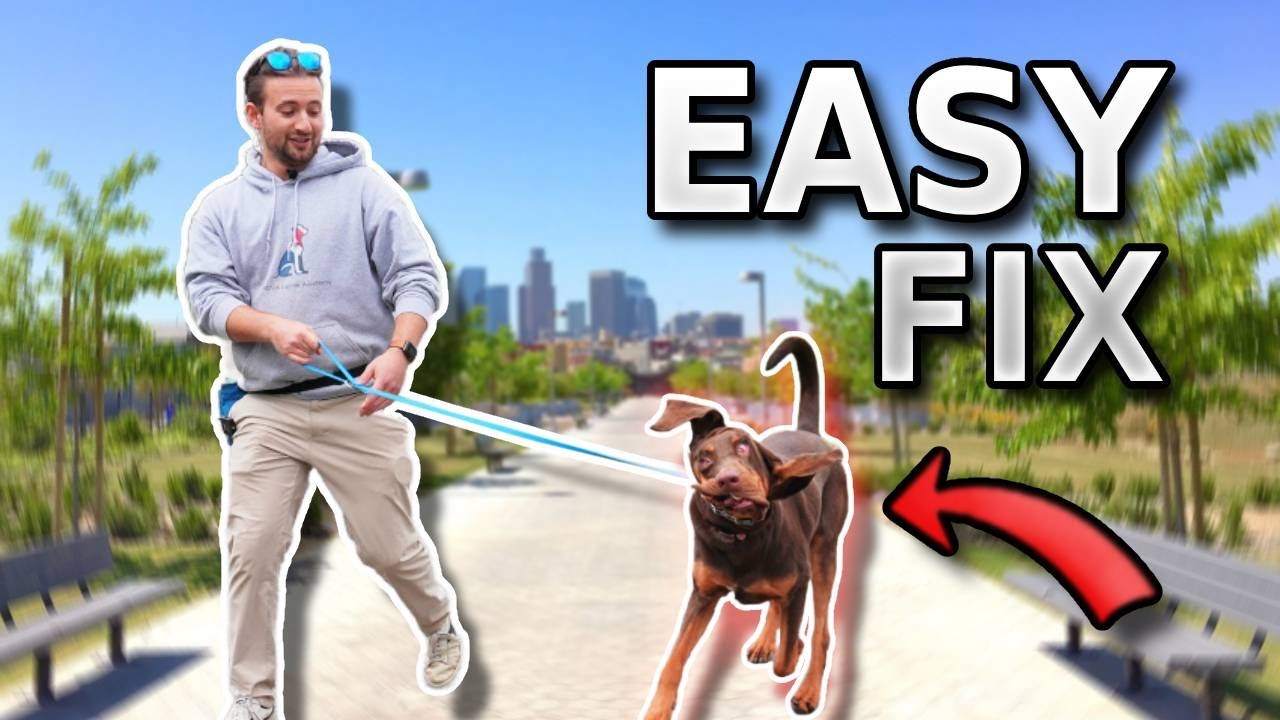 БЕЗУМНОЕ дерганье поводка исправлено за ОДИН СЕАНС