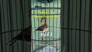 Masteran yuhina gacor #shortsvideo