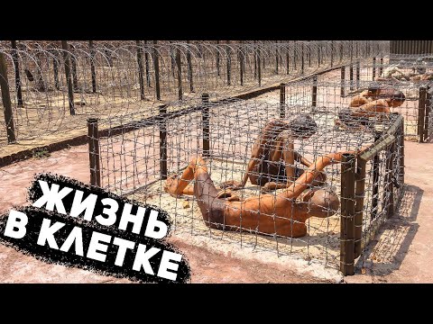 Видео: Они до сих пор делают уворачивающихся адских кошек?