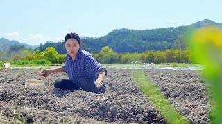 (Planting taro)一根扁擔擔起的是責任，一把鋤頭種下的是希望。【鄉愁沈丹 Shen Dan】