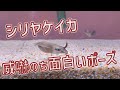 シリヤケイカ 威嚇のち面白いポーズ