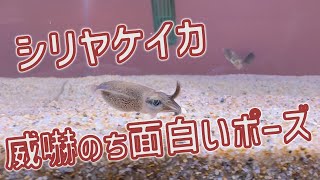 シリヤケイカ 威嚇のち面白いポーズ