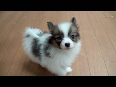 パピヨン ホワイト＆ブラウン オス 2021年11月28日生まれ - YouTube