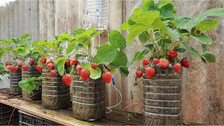 Grow strawberries easily with many fruits with tips from plastic bottles