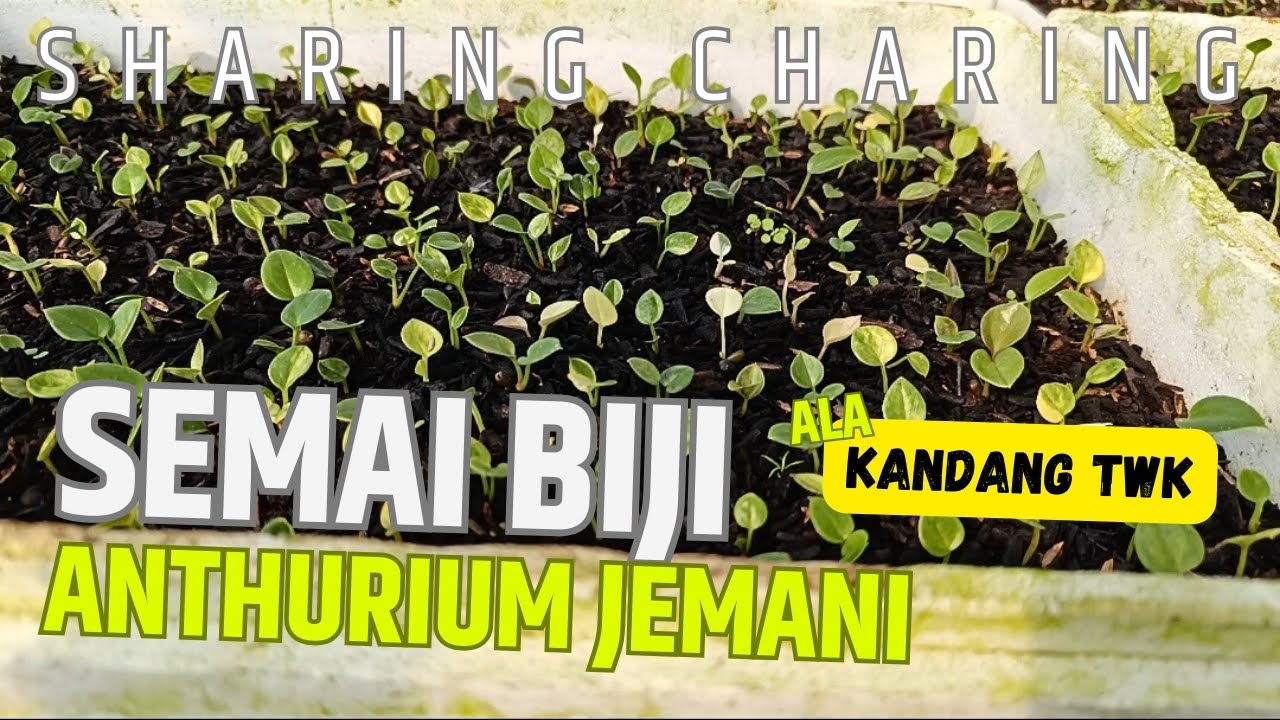 Cara semai Anthurium dari biji, tutorial by Kandang TWK
