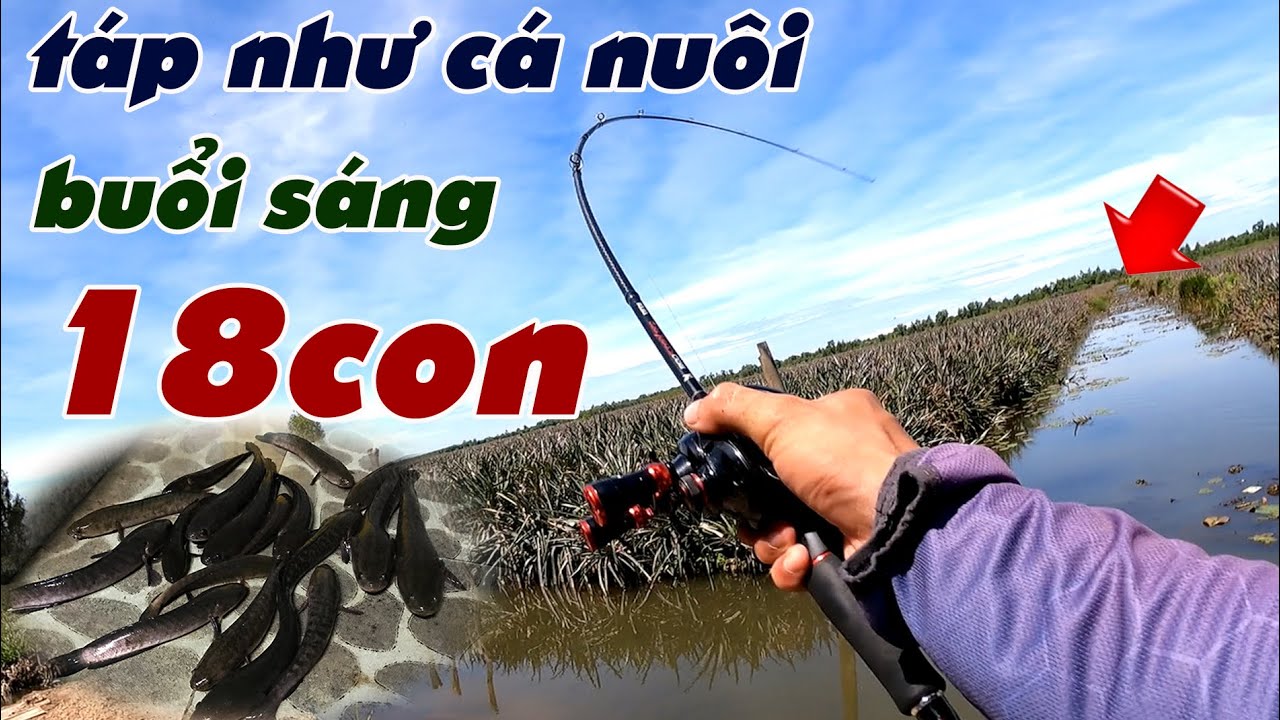Câu Lure Cá Lóc ✅ Câu Cá Lóc Trúng Điểm Cá Táp Như Cá Nuôi | Tâm Râu Vlog #386