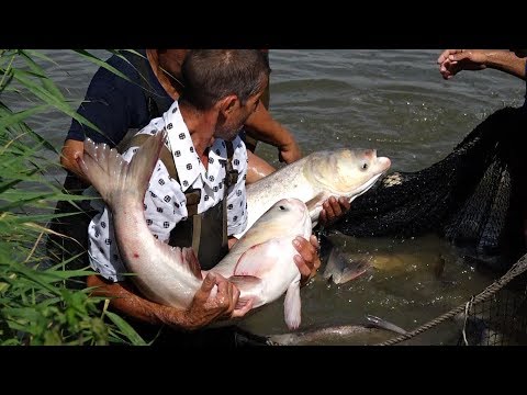 Видео: Небесно отглеждане на риба - Алтернативен изглед