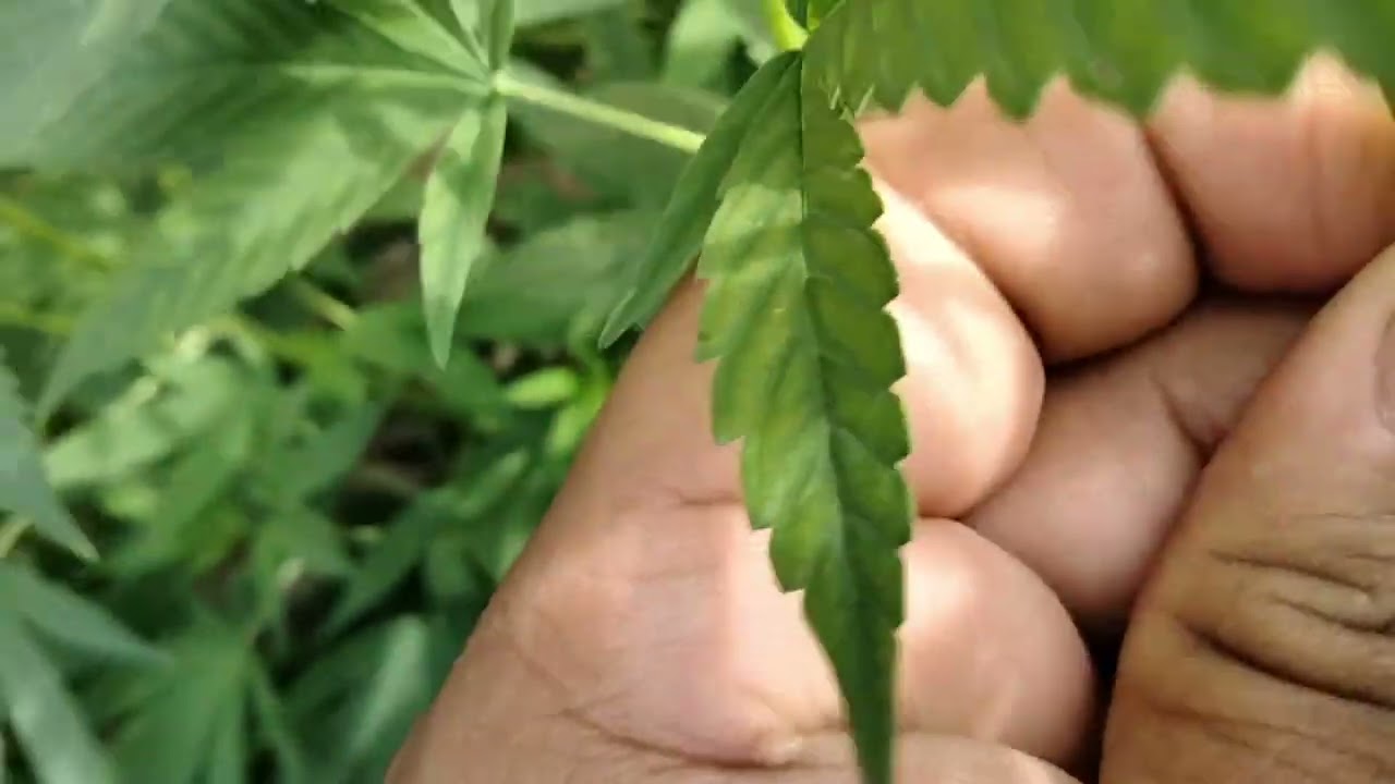 Cannabis- Gardening.Outdoor Bagseed Grow 2022 (Beginning August)