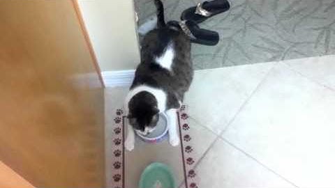How Lazy Cats Drink Water