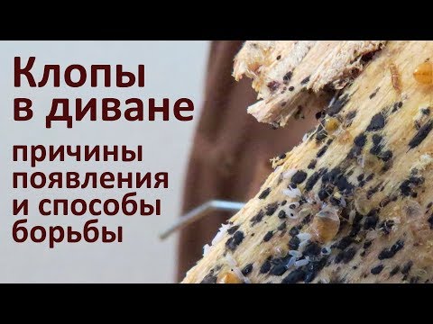 Клопы в диване: от чего они появляются и как их вывести