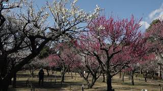 青葉の森公園で梅が見頃