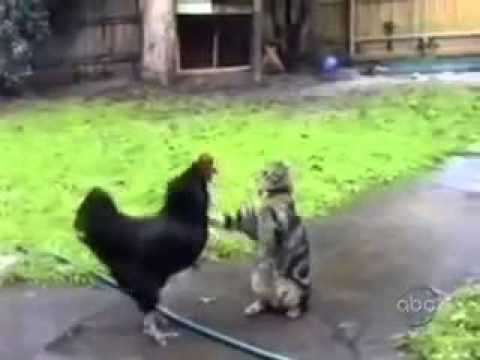 ყველაზე სასაცილო კატები