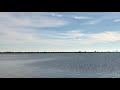 Dolphins Feeding near Cocoa Beach Florida