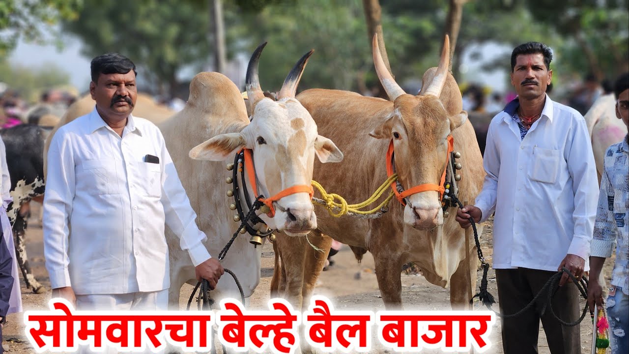 सोमवारचा बेल्हे बैल बाजार,,दि-‌20/10/2025…Belhe Bail Bajar..Bail Bazar Belhe...#Belhe