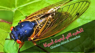 حشرة الزيز تغزو امريكا cicada attatcks America