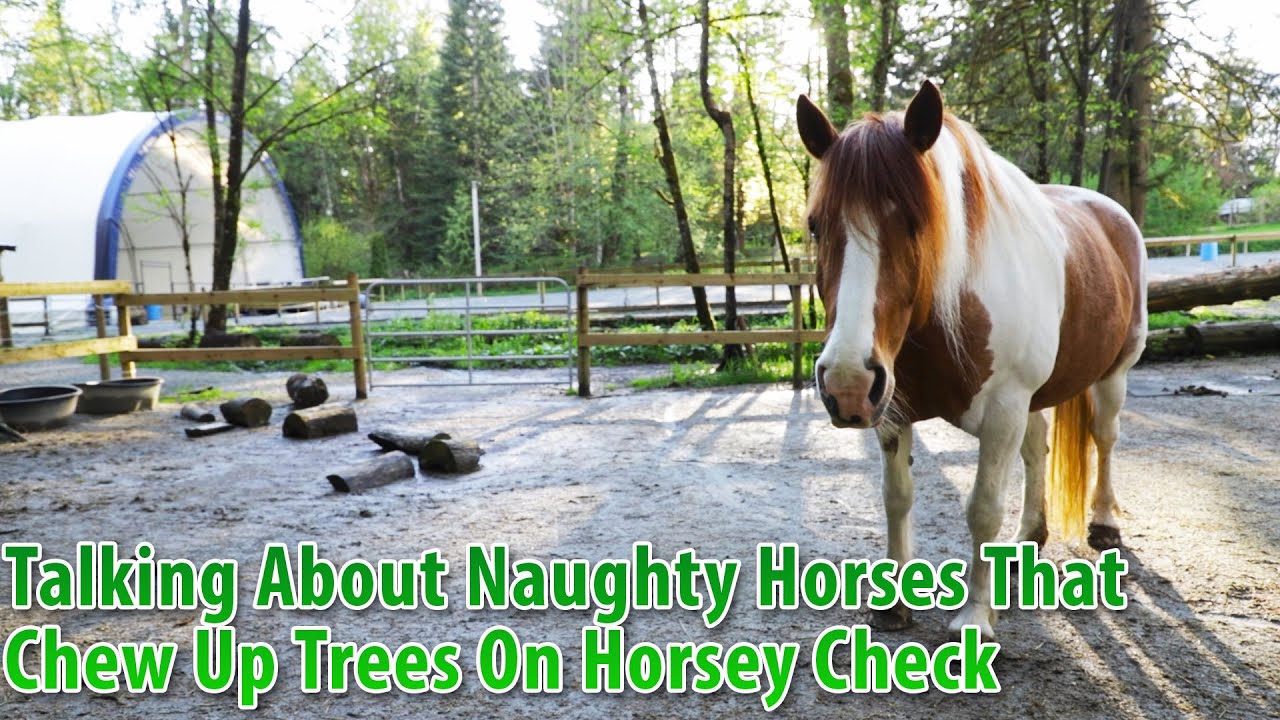 Talking About Naughty Horses That Chew Up Trees On Horsey Check YouTube