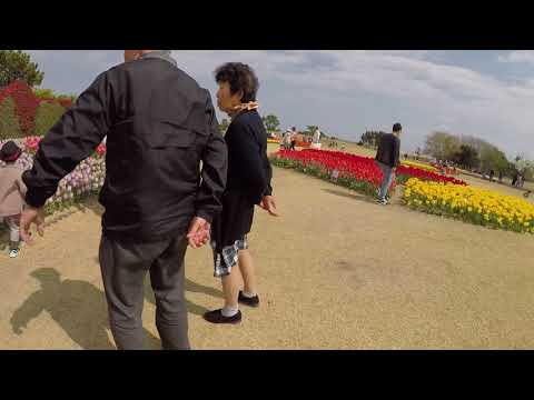 Vídeo: Flores japonesas (foto). Túnel de flores no jardim japonês 