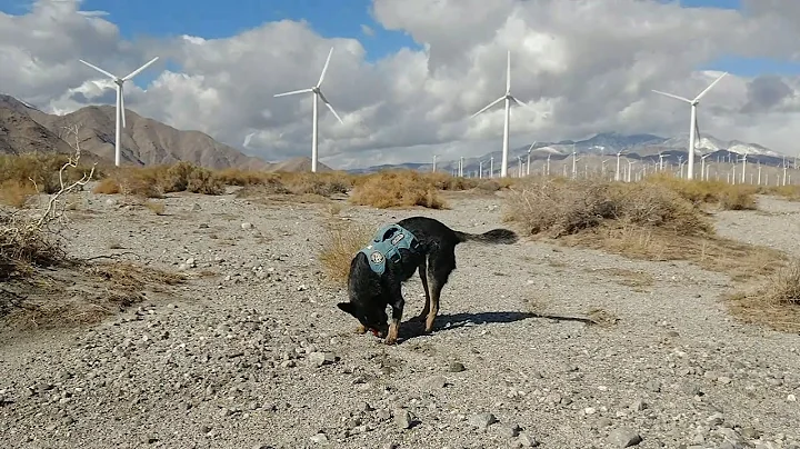 Life of a Conservation Detection Dog