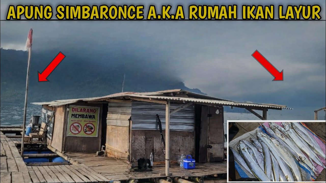 RUMAH APUNG SIMBARONCE‼️ FULL STRIKE‼️ PANEN IKAN LAYUR DI RUMAH APUNG PANTAI PRIGI | Bolang Ndeso