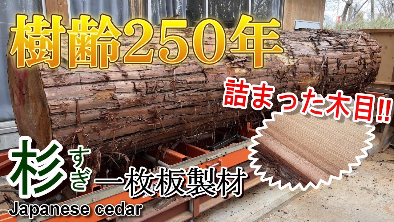 【杉（すぎ）】樹齢２５０年の杉を製材してみた（製材）