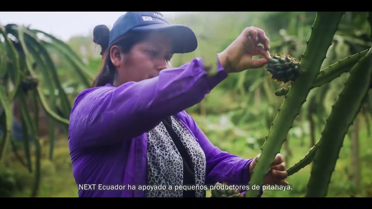 Pitahaya amarilla de Palora, avances NEXT Ecuador