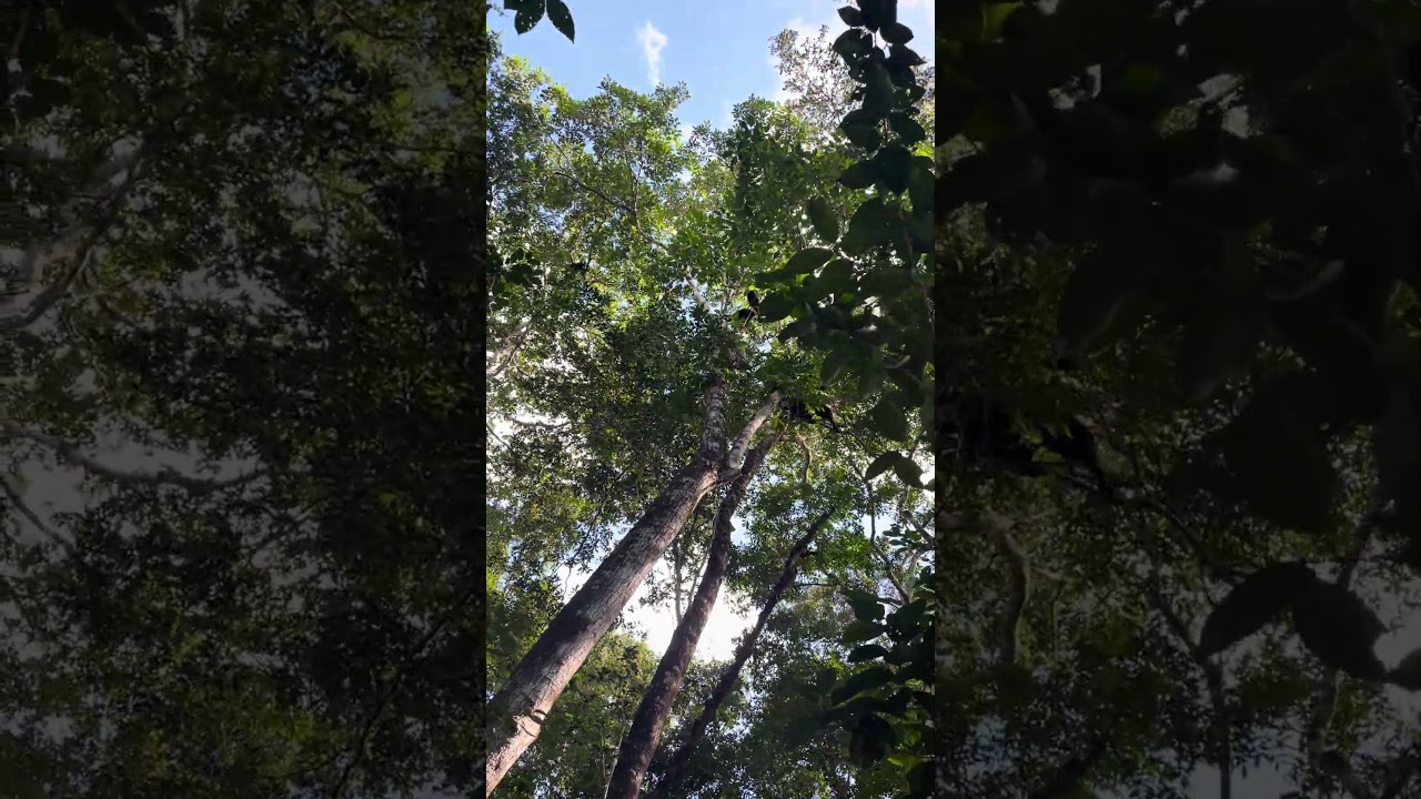 A baby howler monkey fell out of a tree and we saved him, put him back with his mother,