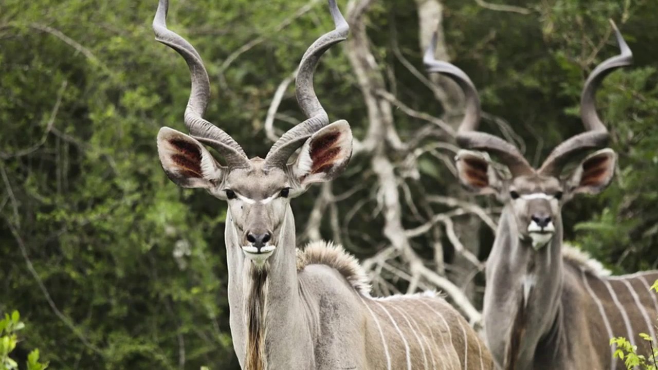 kudu-facts-interesting-facts-about-kudu-facts-about-kudu-youtube