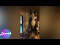 Ultimate highlights of funny cats and dogs try not to laugh compliation #1