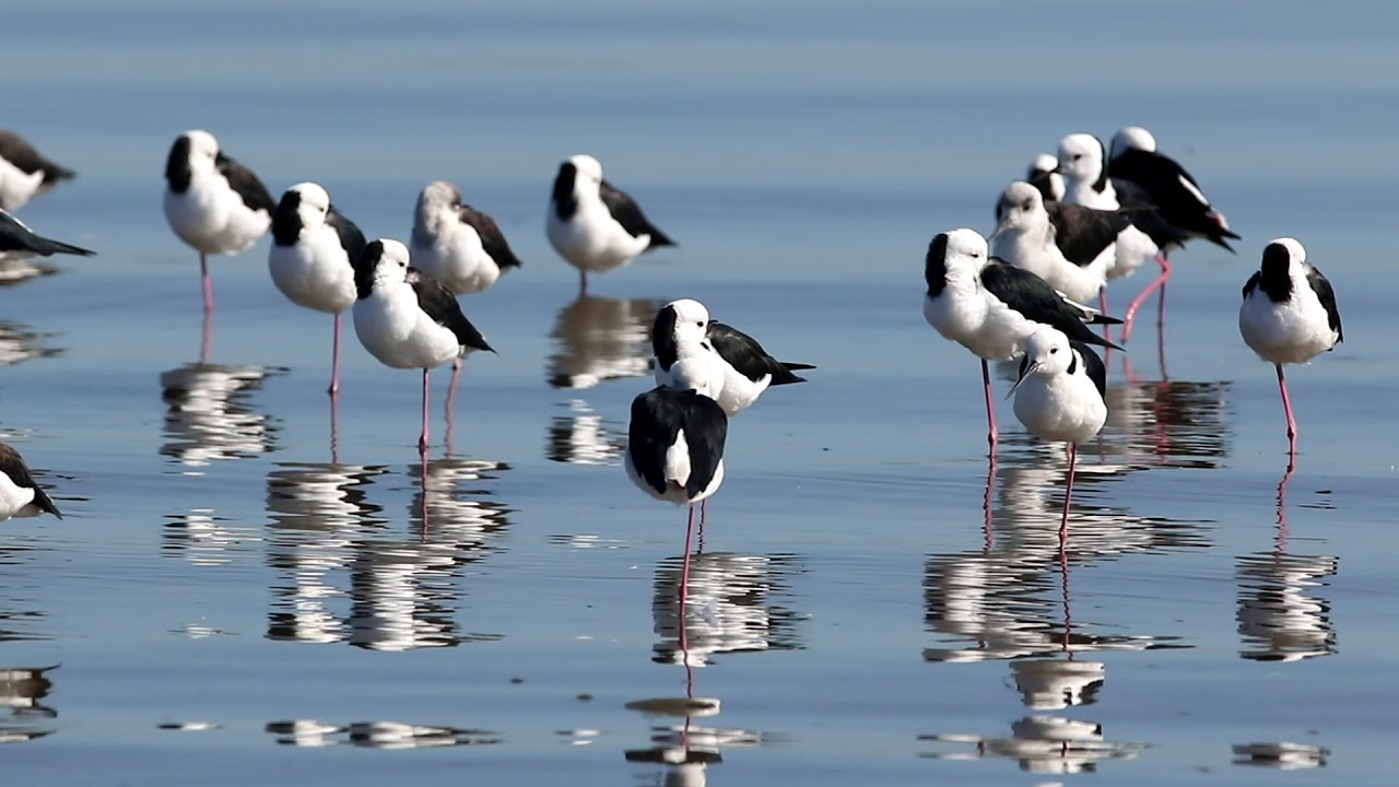 Black-winged or White-headed Stilt of Australia 