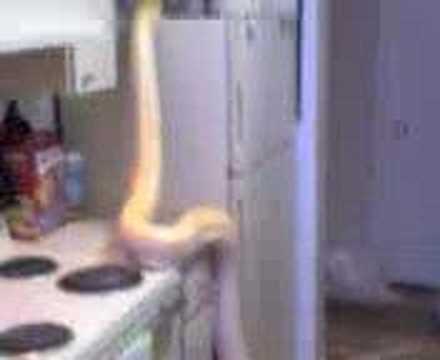 Big rare albino python